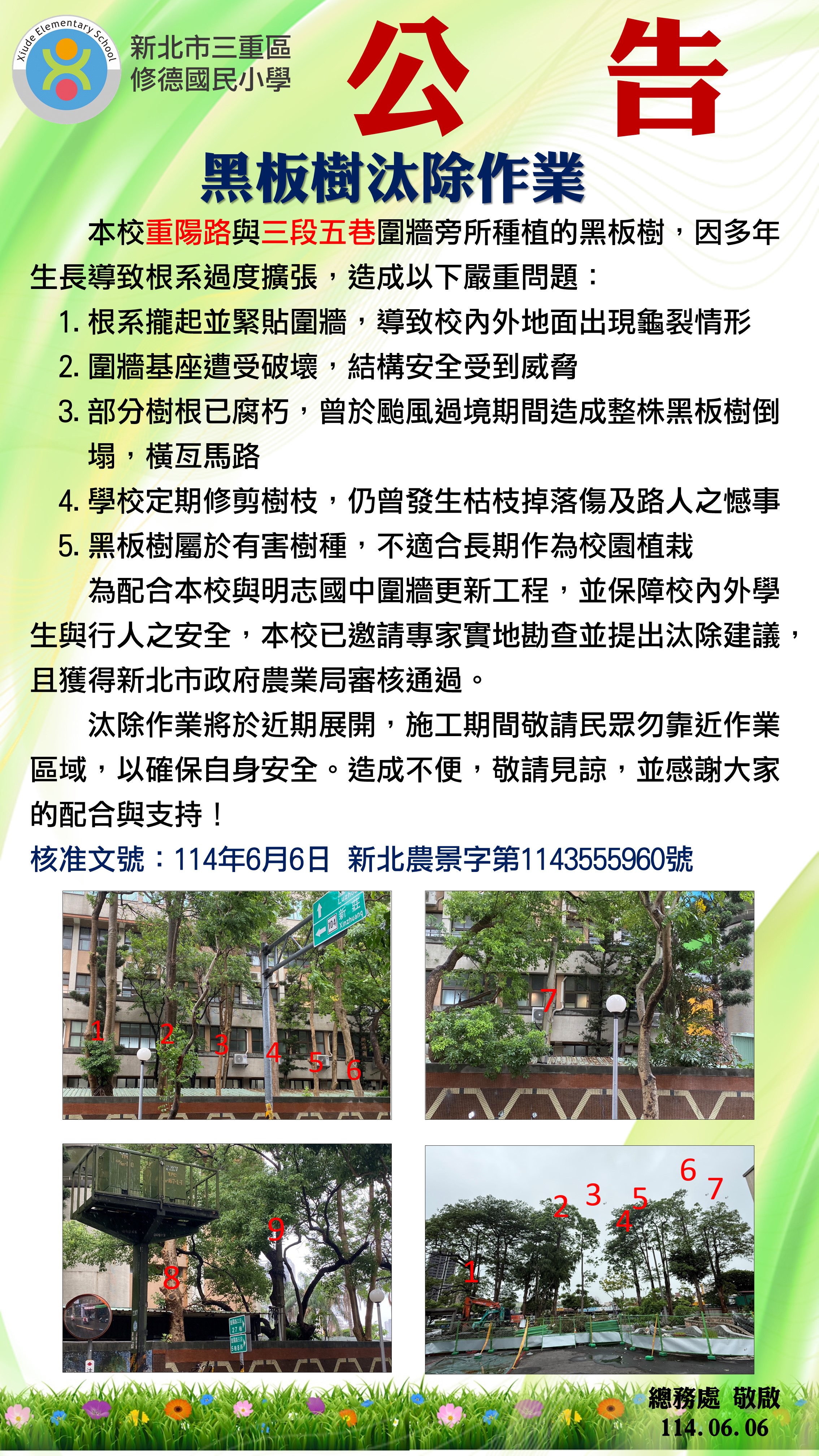 黑板樹汰除作業